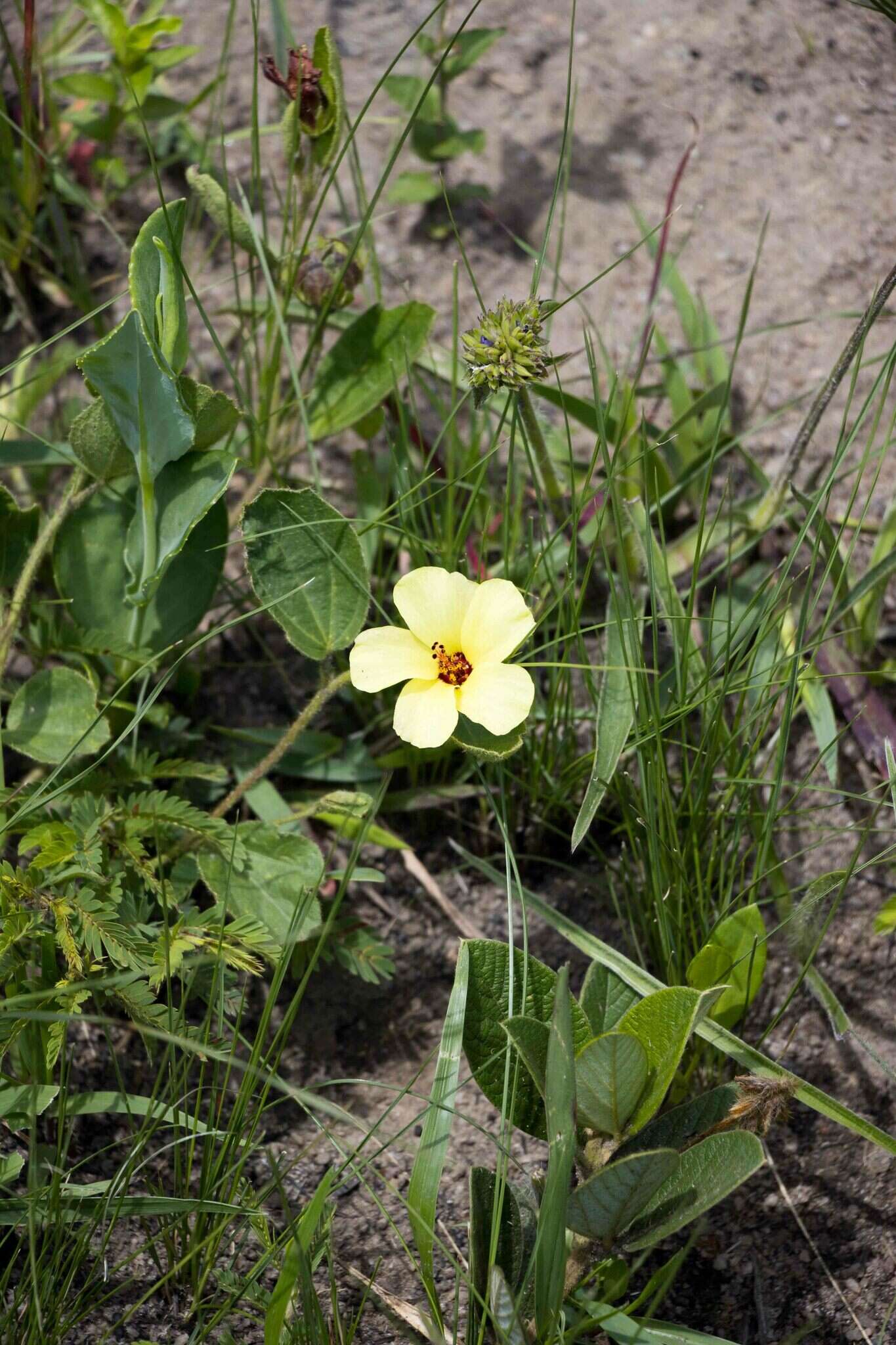 Plancia ëd Hibiscus aethiopicus var. aethiopicus