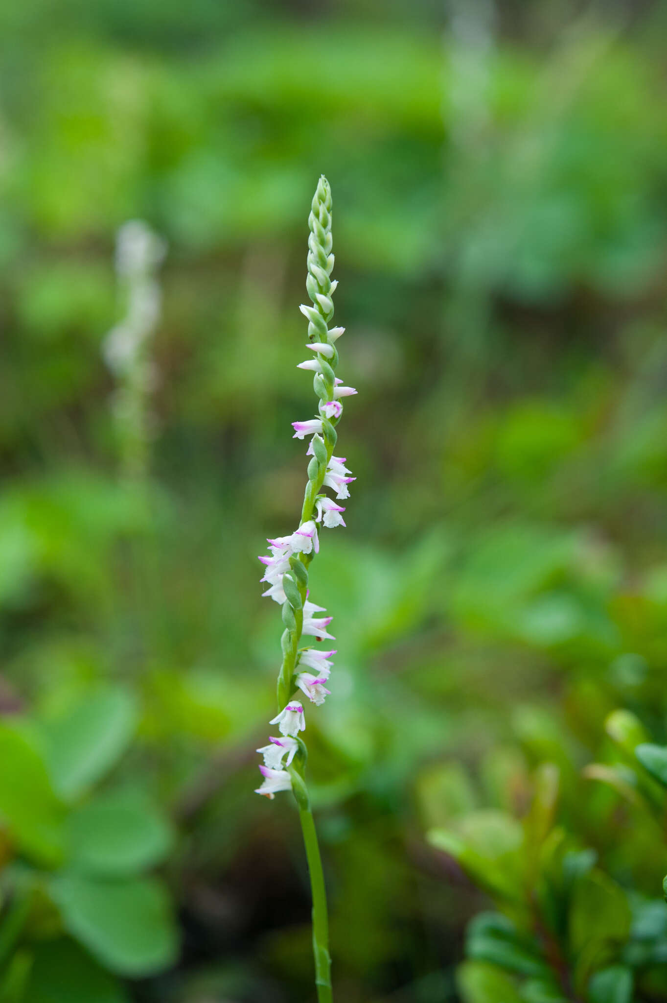 Image of Spiranthes sinensis (Pers.) Ames