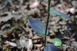 Image of Epipactis condensata Boiss. ex D. P. Young