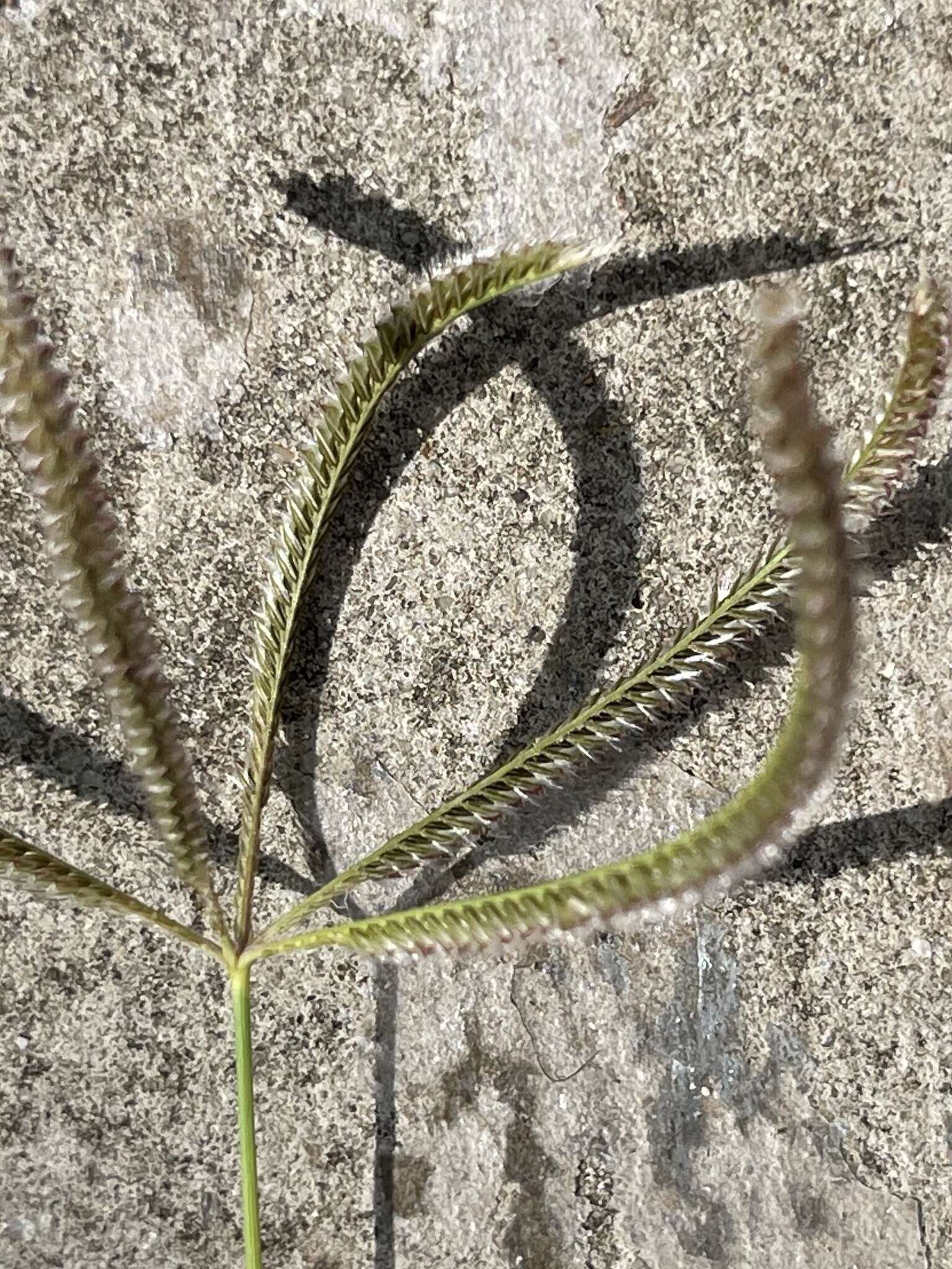 Image of Fringed Windmill Grass