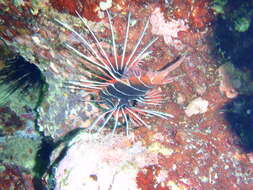 Image of Radial firefish