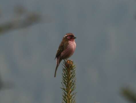 Image of Himalayan White-browed Rosefinch