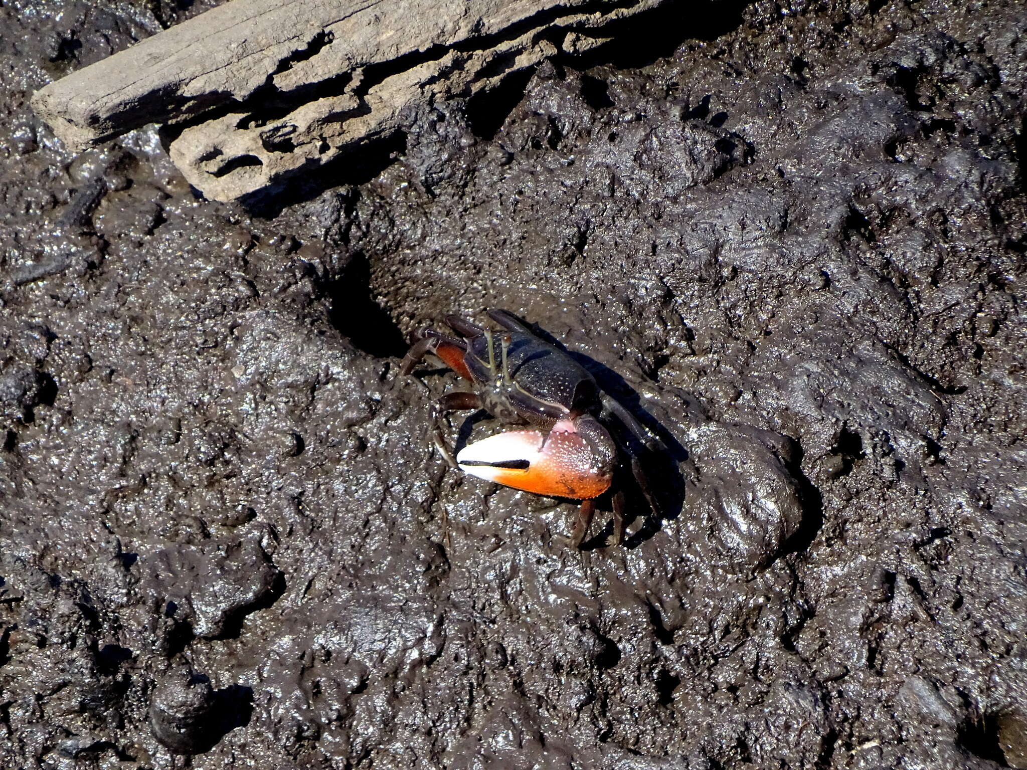 Image of American red fiddler