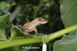 Image de Anolis schiedii (Wiegmann 1834)