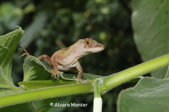 Image de Anolis schiedii (Wiegmann 1834)