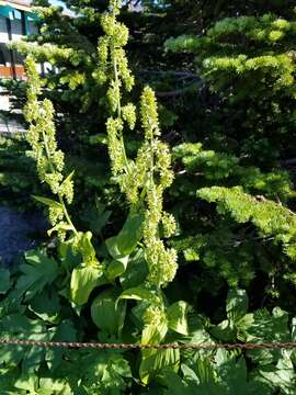 Image of Veratrum viride var. eschscholtzianum (Schult. & Schult. fil.) Breitung