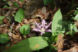 Image of toad lily