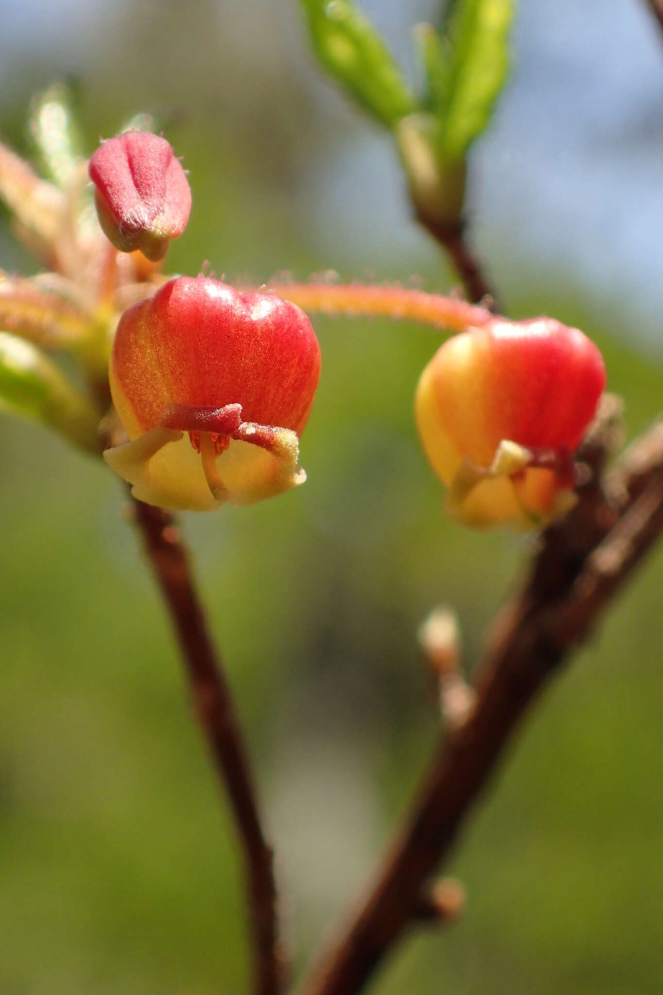 Image de Rhododendron pentandrum (Maxim.) Craven