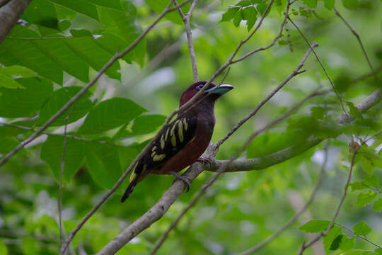 Image of Banded Broadbill