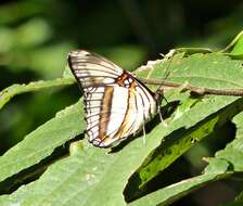 Imagem de Adelpha serpa serpa