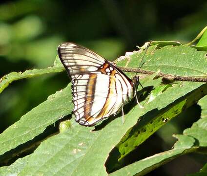 Image of Adelpha serpa serpa