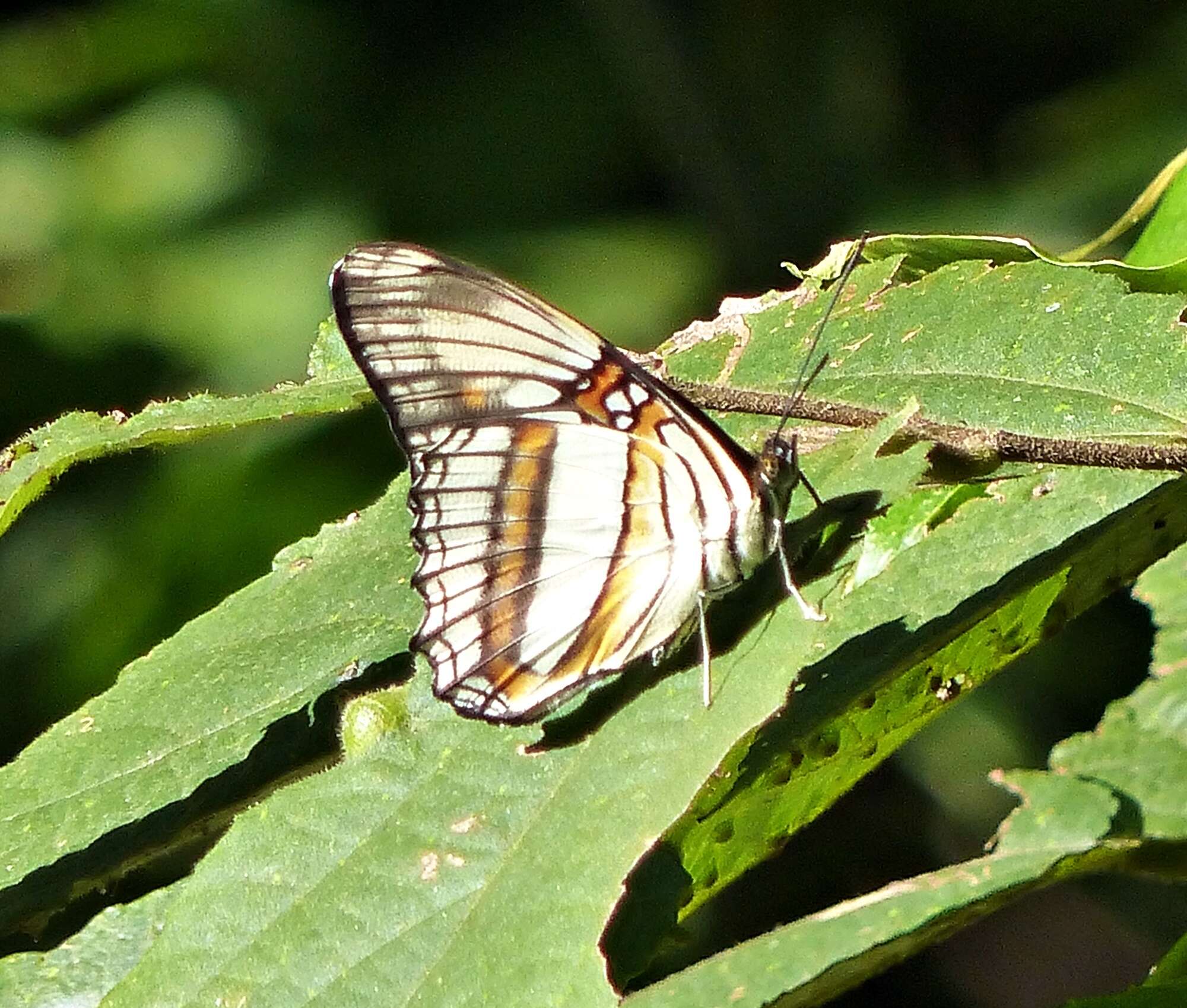 Imagem de Adelpha serpa serpa