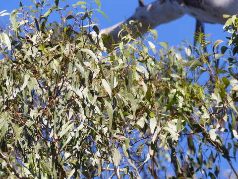 Image of Eucalyptus bosistoana F. Müll.