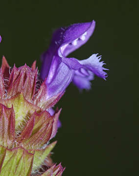 Plancia ëd Prunella vulgaris subsp. asiatica (Nakai) H. Hara