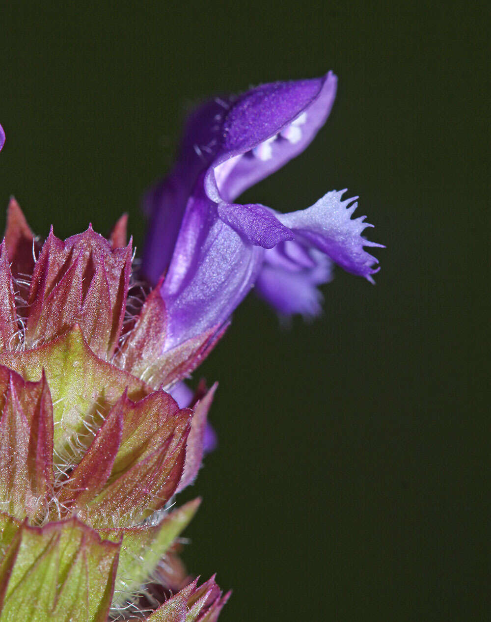 Plancia ëd Prunella vulgaris subsp. asiatica (Nakai) H. Hara