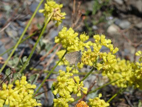 Image of Behrs Hairstreak