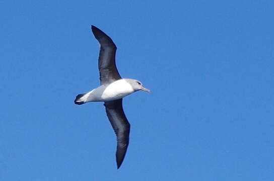 Image of Grey-headed Albatross