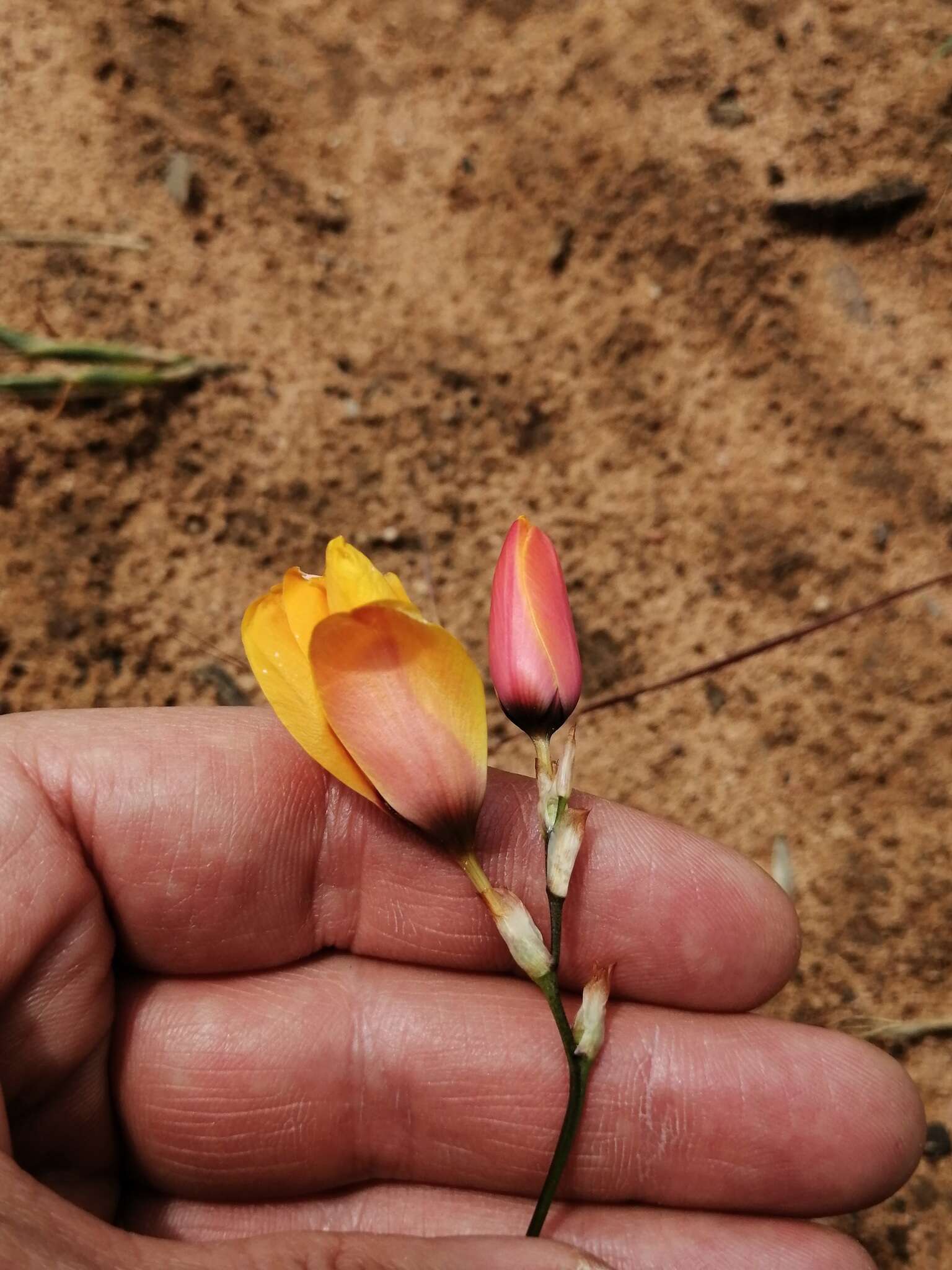 Image of Ixia calendulacea Goldblatt & J. C. Manning