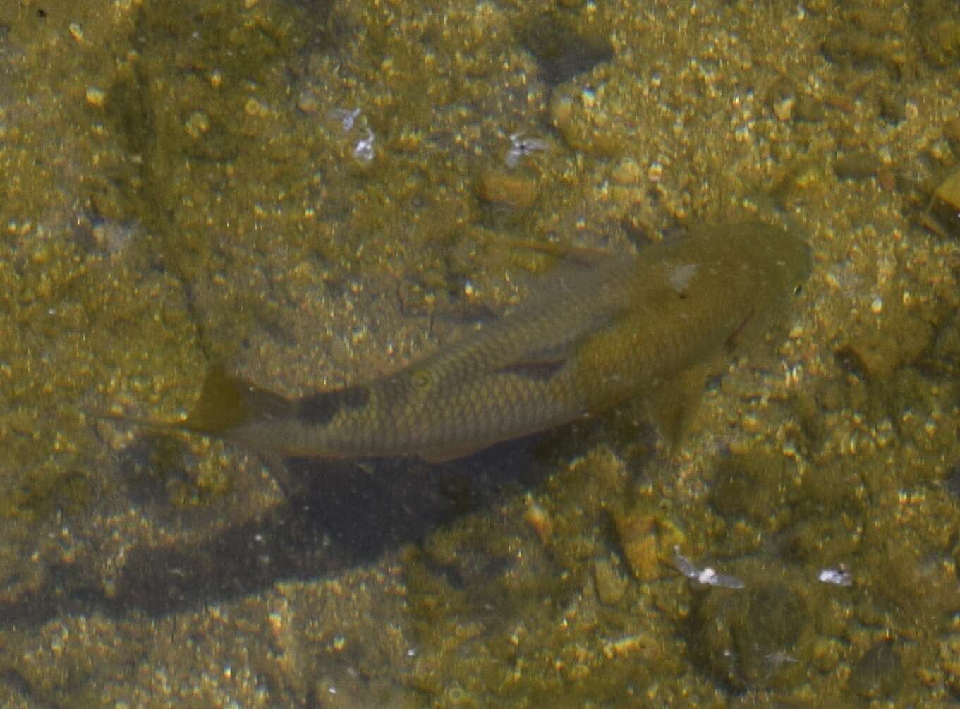 Image of Andalusian Barbel