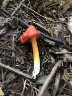 Image of Hygrocybe acutoconica (Clem.) Singer 1951