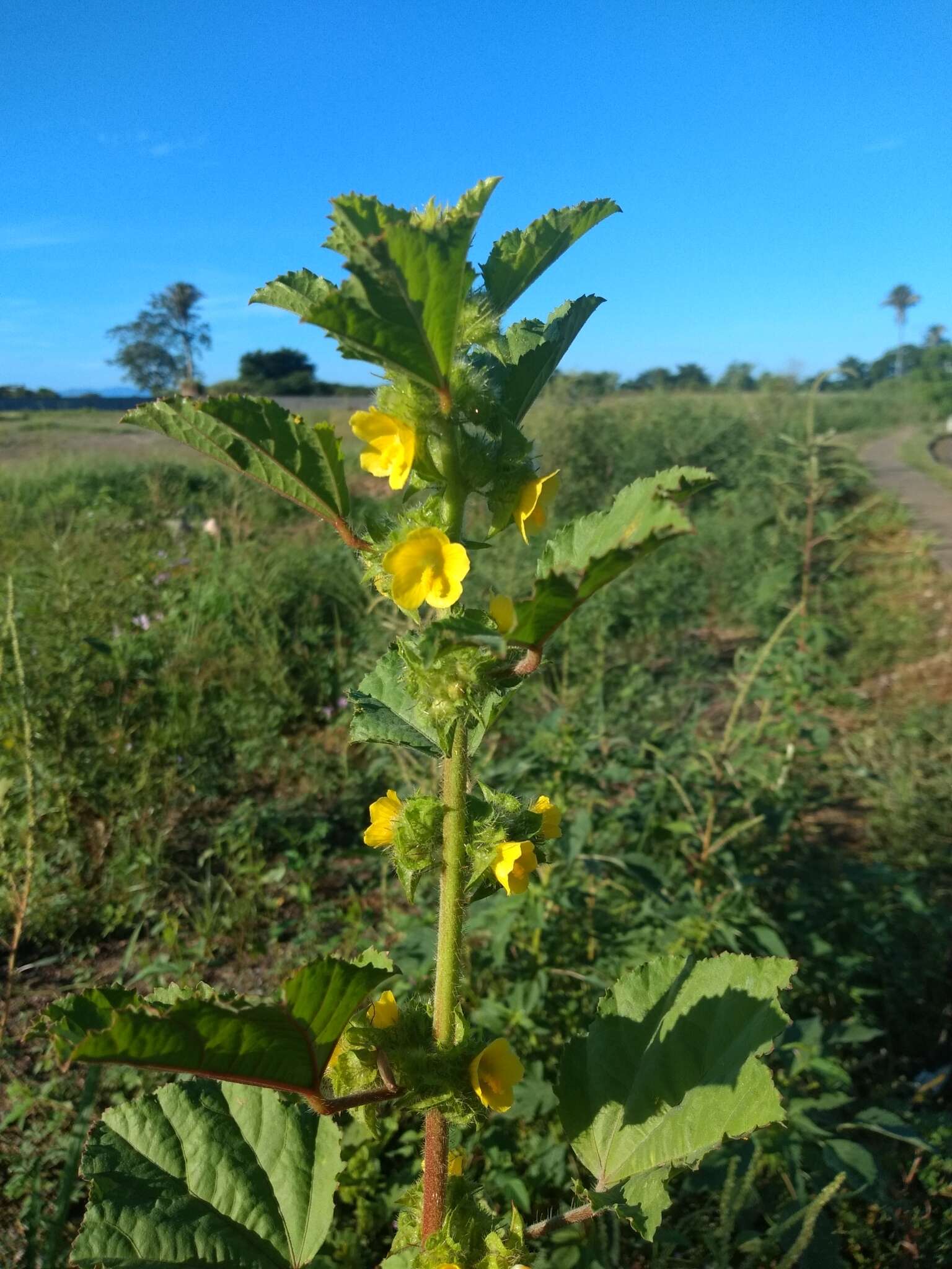 Imagem de Malachra alceifolia Jacq.