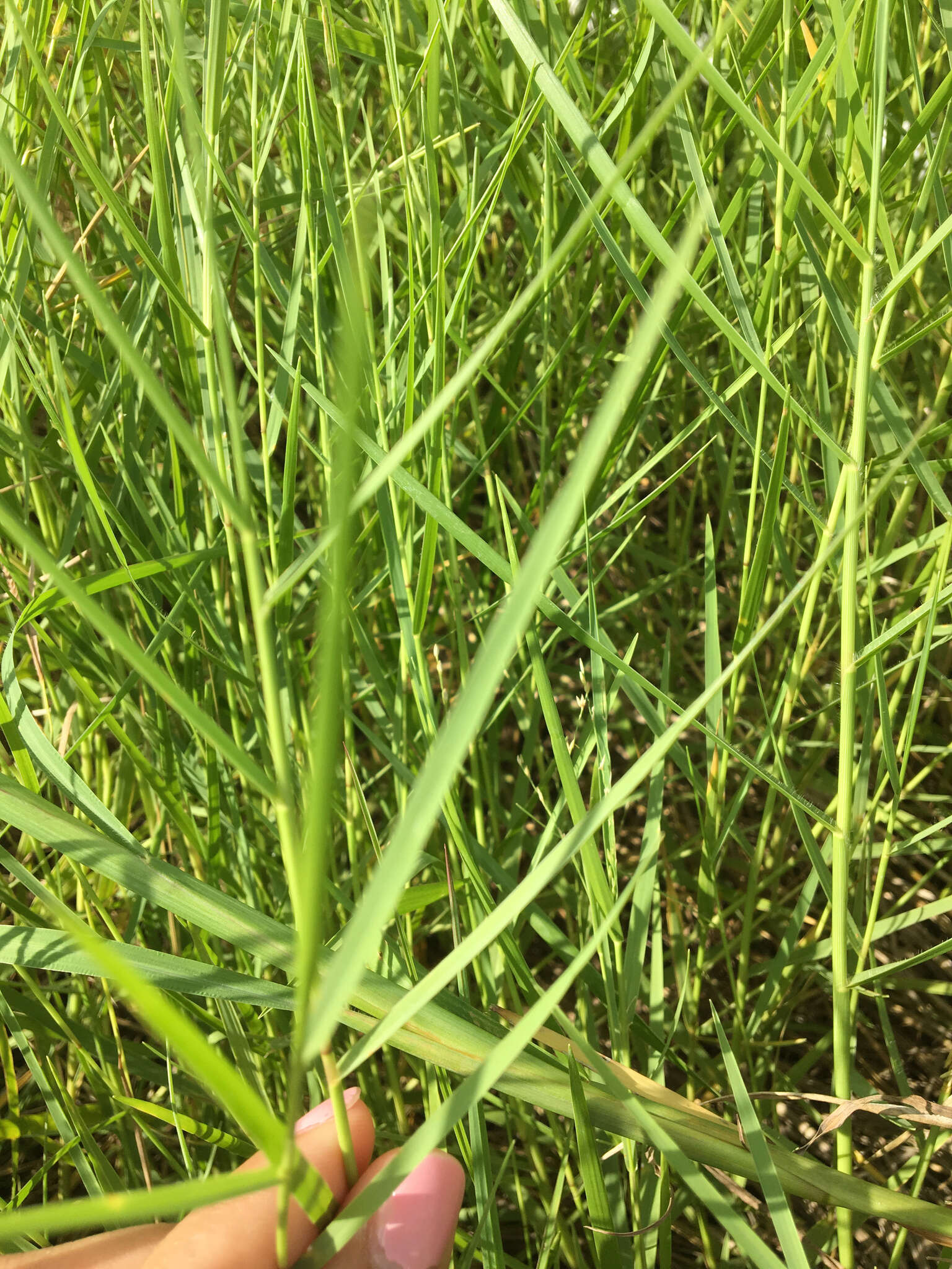 Image of torpedo grass