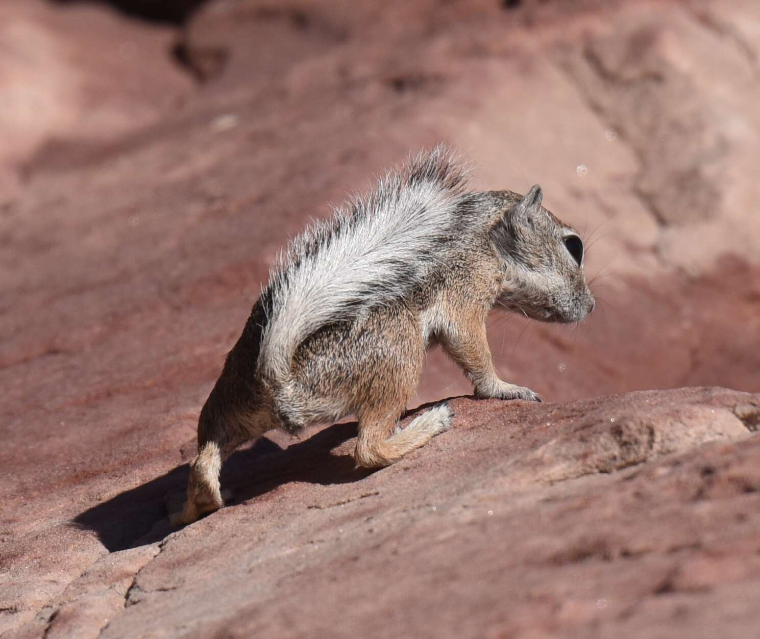 Image of white-tailed antelope squirrel