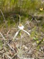 Image of Yellow spider orchid