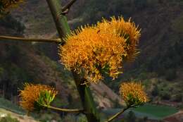 Image de Agave brevispina Trel.