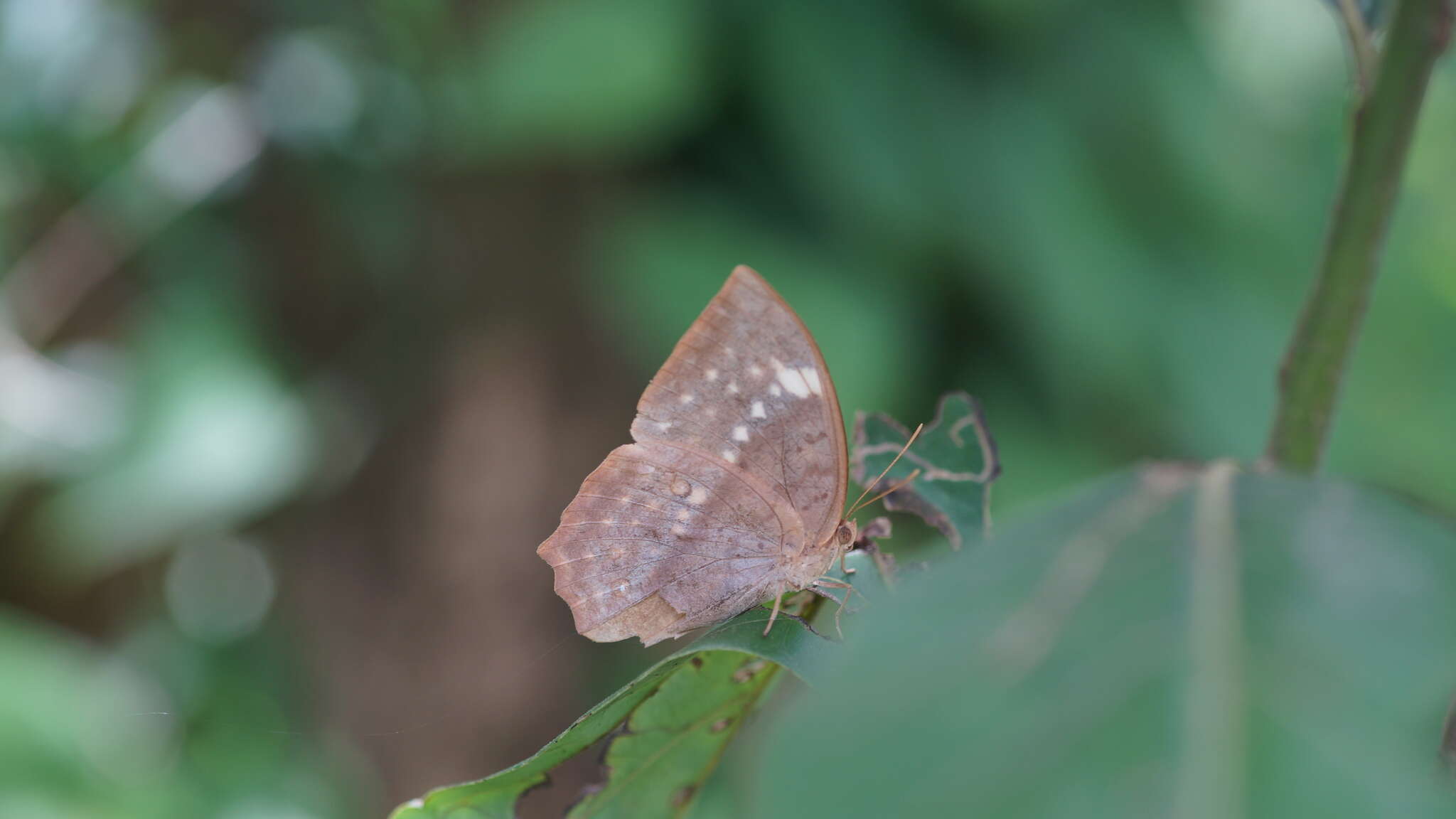 Imagem de Discophora sondaica zal Westwood (1851)