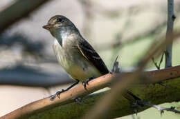 Image of southwestern willow flycatcher