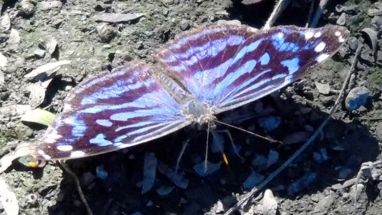 Image of Mexican Bluewing