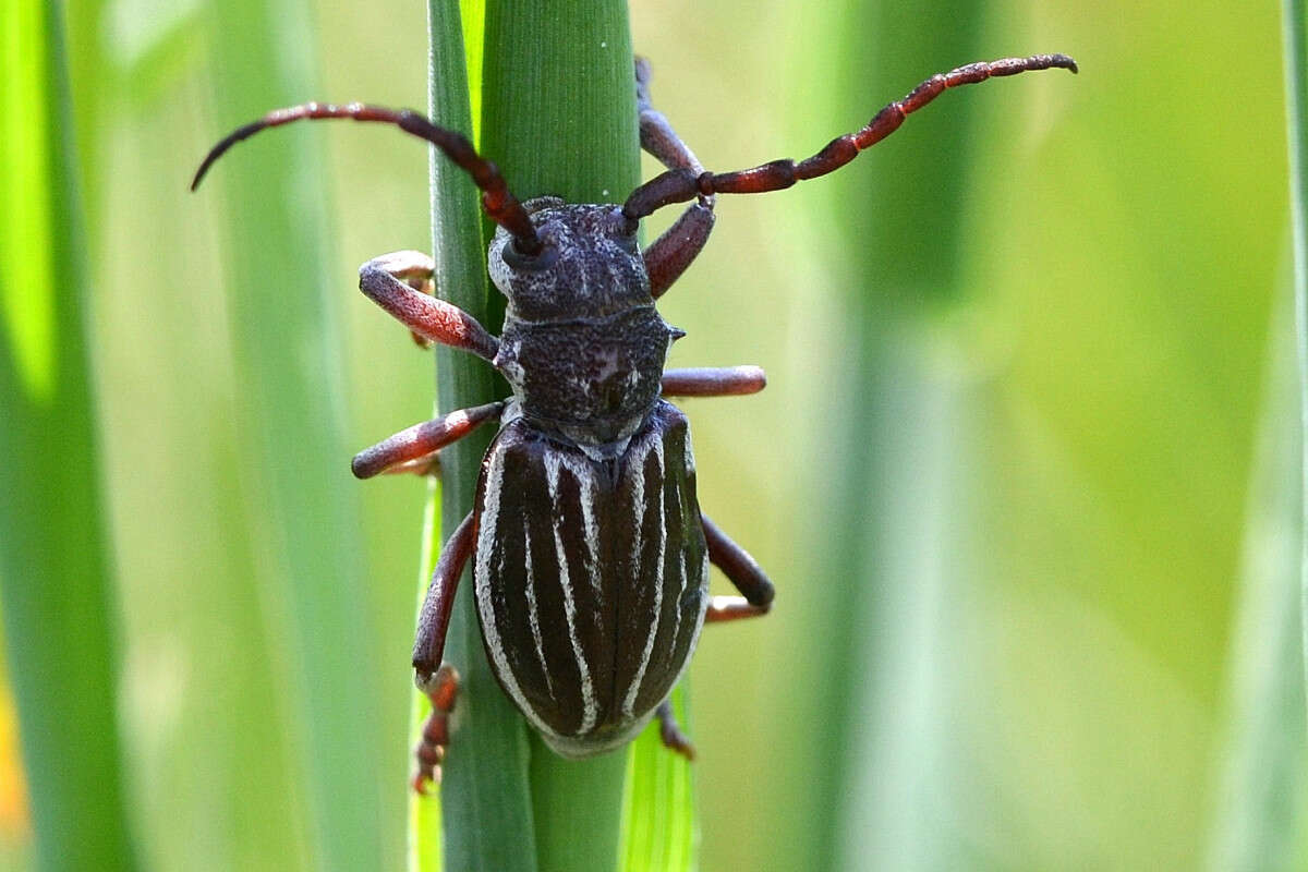 Image of Eodorcadion carinatum blessigi (Ganglbauer 1884)