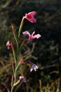 Image of Swartveld Watsonia