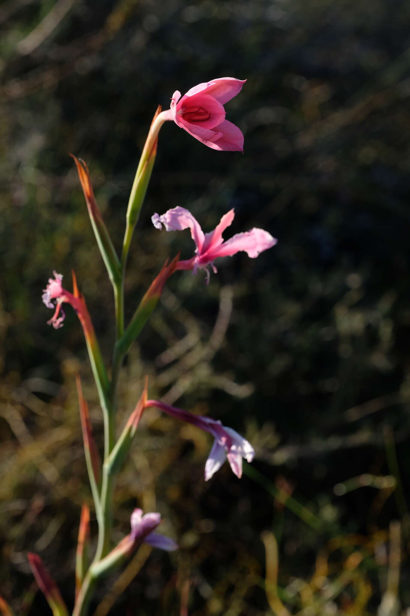 Image of Swartveld Watsonia