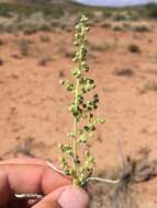 Image of woolly marsh elder