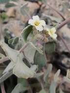 Imagem de Christolea crassifolia Cambess.