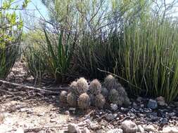 Image of Coryphantha pseudoechinus Boed.