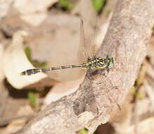 Image of Austrogomphus australis Selys 1854