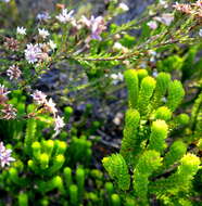 Image of Agathosma eriantha (Steud.) Steud.