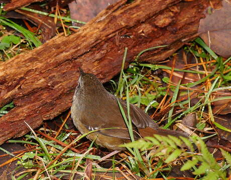 Image of White-browed Scrubwren