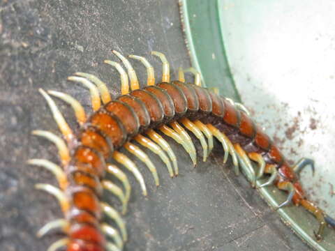 Image of Giant centipede