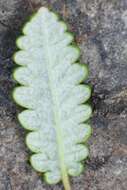 صورة Dryas octopetala subsp. alaskensis (A. Pors.) Hult.