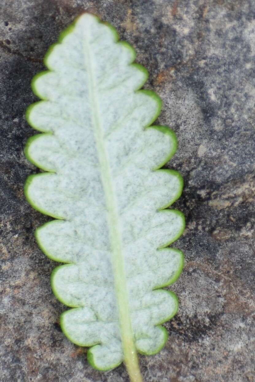 Imagem de Dryas octopetala subsp. alaskensis (A. Pors.) Hult.