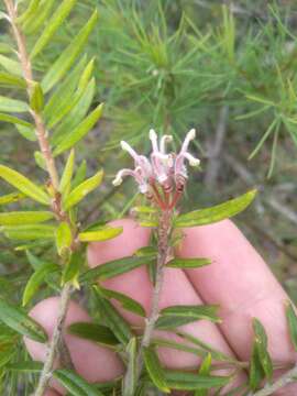 Image of Grevillea phylicoides R. Br.