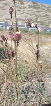 Слика од Silene ostenfeldii (A. E. Porsild) J. K. Morton