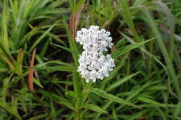 Imagem de Asclepias perennis Walt.