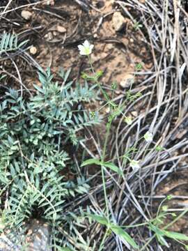 Image of Fendler's sandwort