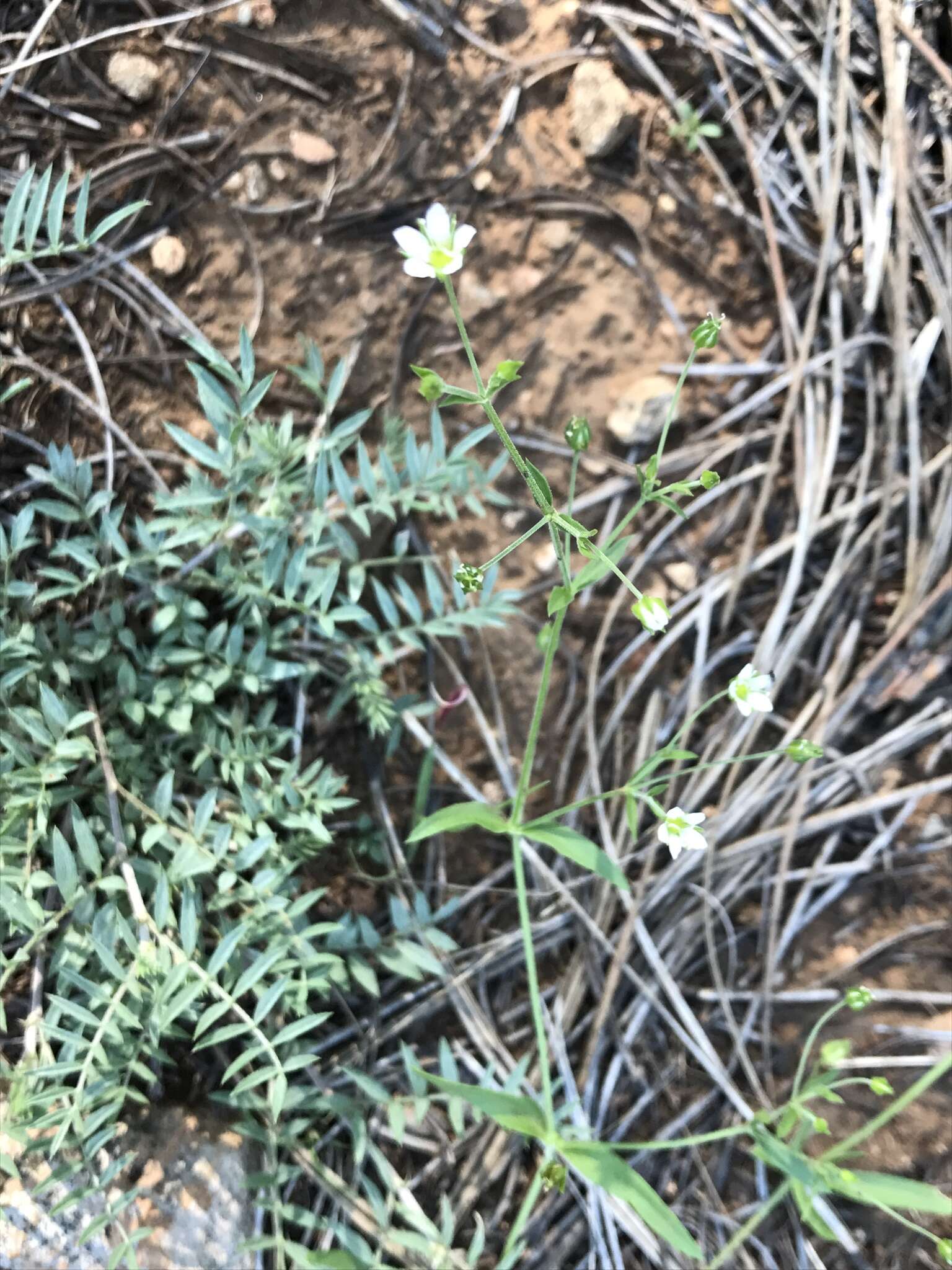 Image of Fendler's sandwort