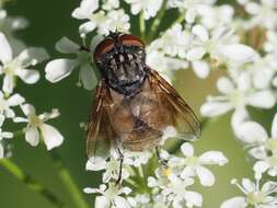 Image of Phasia subcoleoptrata (Linnaeus 1767)